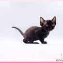 광주고양이분양 제나캣 광주점 이미지