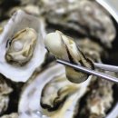 【굴·Oyster·Huître·Устрицы】 기이하게 아름다운 관능의 맛