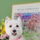 소우주 애견미용실 이미지