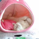 고다 하우스 이미지