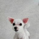 새침하개멍 이미지