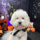 버드스쿨 이미지