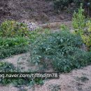 백제갈비 이미지