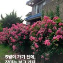 대구 대명생태공원 안젤라장미 인스타 장미명소 포토존 추천