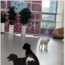 리츠펫 이시아폴리스점 이미지