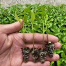 풍년아그로 이미지