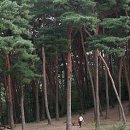 안면도자연휴양림 이미지