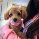 코지아지 이미지