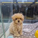 바오도그 이미지