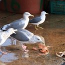 울진대게 이미지