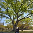 함양집 1호점 | 엄마와 뚜벅이 여행기 #3 | 대릉원 산책 / 국립경주박물관 / 함양집 한우물회 / 경주터미널 프리미엄 버스