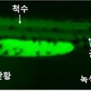 (수정 ) 자연 & 대체치유방식 등의 허과 실, 항암치료 이후의 동물성-단백질 활용 ...69-3 이미지