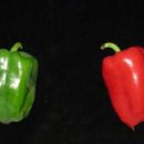 뉴피앙세 이미지