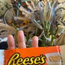 peanut butter lover