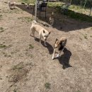 토리두두 이미지