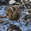 멧도요 (Eruasian Woodcock) 이미지