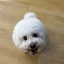 어썸 강아지 호텔 & 목욕 이미지