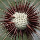 광명 식육식당 이미지