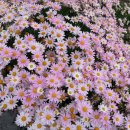 무한사랑 이미지