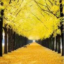 덕산 은행나무길 이미지