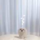 둥지애견 이미지