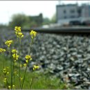 기차길옆 이미지