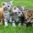 드림동물병원 이미지