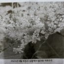 약초당한약국 네이버블로그