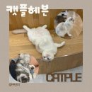 캣플헤븐 AK플라자금정점 이미지