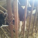 인보목장 이미지