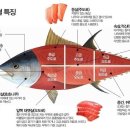 진참치 이미지