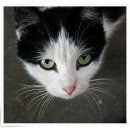 컴투펫 위탁보호센터 서울점 이미지