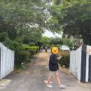 노고롯1985 이미지