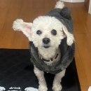 수원펫 동물병원 | 수원 돌봄동물병원 노견 강아지 비장종양 수술 후기