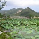 원불교 연꽃방죽 이미지