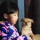 꼬마강아지 이미지