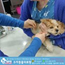 수지동물의료원 이미지