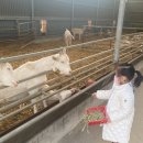 수민목장 이미지