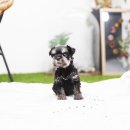 일산강아지분양 라펫 이미지