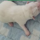 남부여 보호소 동물병원 이미지