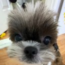 웃으면복이와요 이미지