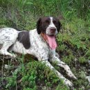 토끼사냥 이미지