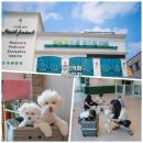 수려하개 이미지