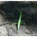 저지오름 이미지