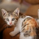 제일무도장 | 좁은 공간에서도 캣폴로 수직 확장하는 법, 2025년 고양이 캣타워 선택의 기준