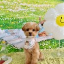 그루멍(groomung) 이미지