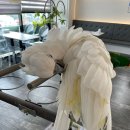 앵무새카페 이미지