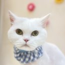 미냥이