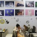 CATS TIME CAFE 연합뉴스