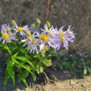 북천수 공중화장실 이미지